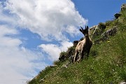 74 Scendo in compagnia degli stambecchi !